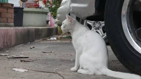 White stray cat standing beside car tire on urban street Видео 335711045