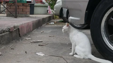 White stray cat standing beside car tire on urban street Stock Footage 335711184