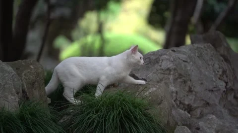 White Stray Cat Stops on a huge boulder 스톡 동영상 332617827