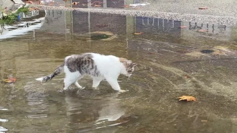 White stray cat walking in the puddle on the street after the rain Stock Footage 258293619