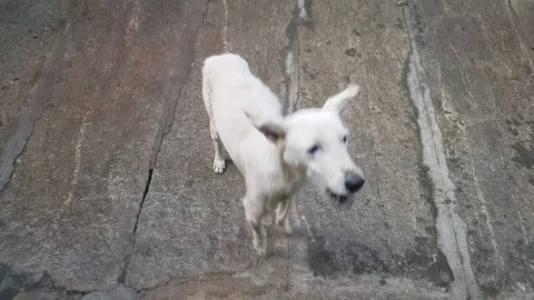 A white stray dog catching biscuits thrown at it 스톡 동영상 99926387