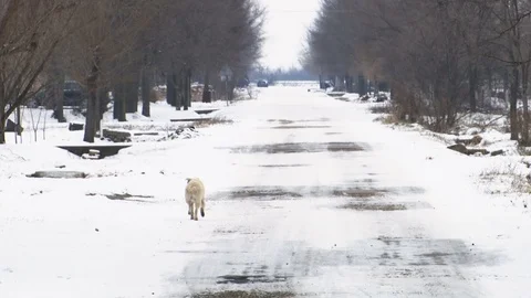 White stray dog going through a wide street covered with snow Stockbeeldmateriaal 101381593