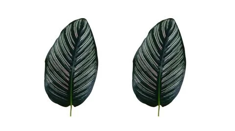 White streaked leaf image isolated on white background for ready design with Stock Illustration