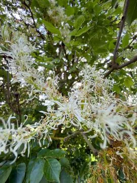 White stringy tree blossom looking upward detail Foto stock