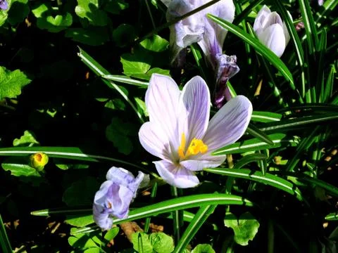White striped crocus buds on the grass Stock-Fotos