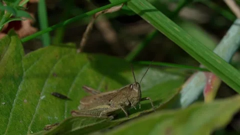 White-striped grasshopper Stock Footage 323444023