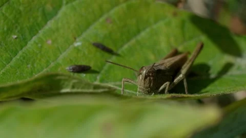 White-striped grasshopper Stock Footage 323444282