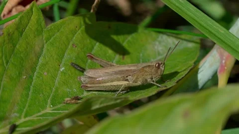 White-striped grasshopper Stock Footage 323444348