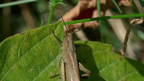 White-striped grasshopper Stock Footage 323444375