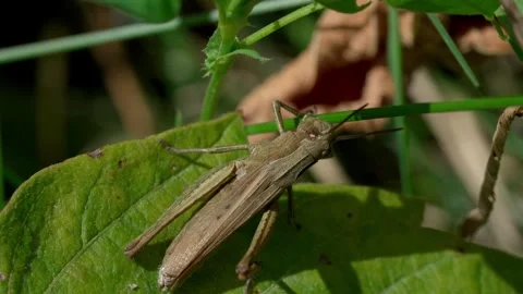 White-striped grasshopper Stock Footage 323444547