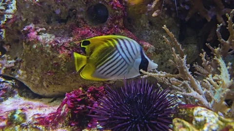 A white stripped surgeon fish Stock Footage 296851187