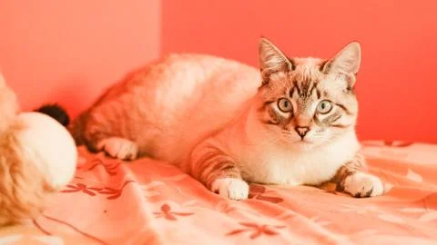 White stripped tabby cat cute in bed Stock Photos