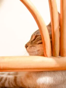 White stripped tabby cat Stock Photos