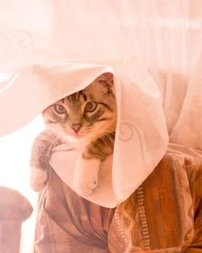 White stripped tabby cat under the table cloth Fotos de archivo