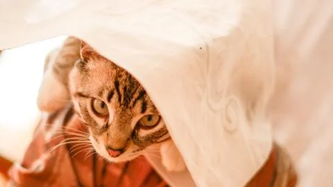 White stripped tabby cat under the table cloth Stock Photos