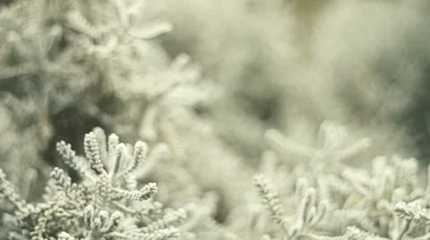 White stuff Stock Footage 62941698