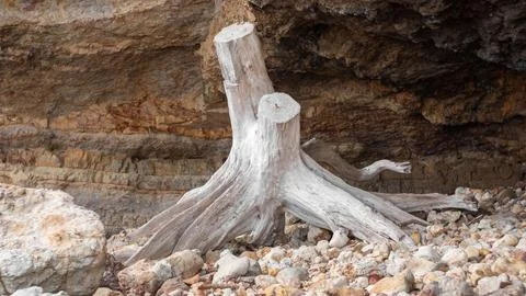 A white stump, a tree root on a background of rocks and rocks. 스톡 사진