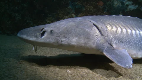 white sturgeon, Acipenser transmontanus,... | Stock Video | Pond5