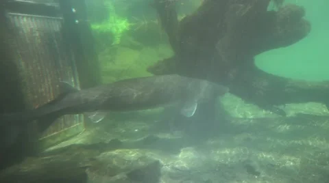 White sturgeon, swimming Stock Footage 50053467