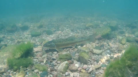 White Sucker Resting on Bottom Rock Substrate Gravel in Spring in South Dakota Stock-Footage 248002998