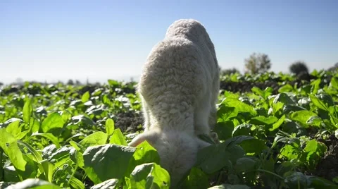 A white suffolk lamb, a few days old Stock Footage 58469982