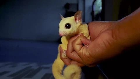 White sugar glider Mosaic ( Petaurus breviceps ) on hand Stock Footage 159659142