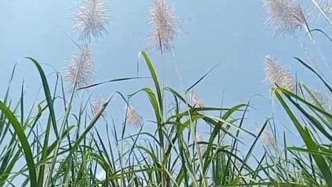 The white of sugarcane flowers greets the blue sky. Video stock 333495360