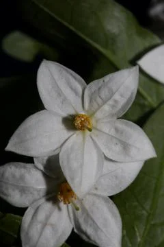 White summer flower blossom close up solanum laxum family solanaceae botanica Stock Photos