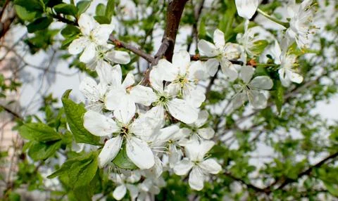 White summer flowers of apple image Stock Photos