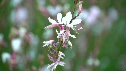 White summer flowers Stock Footage 134415798