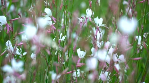 White summer flowers Stock Footage 134415800