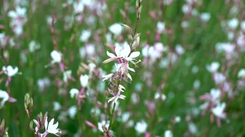 White summer flowers Stock Footage 134415828