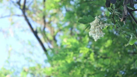 White summer tree flower background Stock Footage 50587437