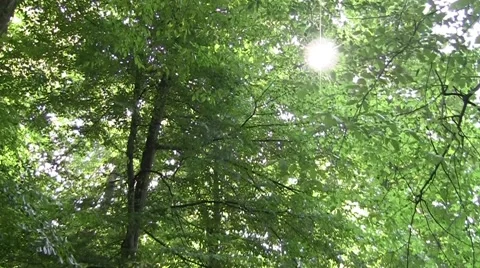 White sun seen through the leafy branches of a tree - 001 Stock Footage 57692315