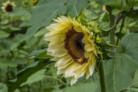 White sunflower with a bee Stock Photos