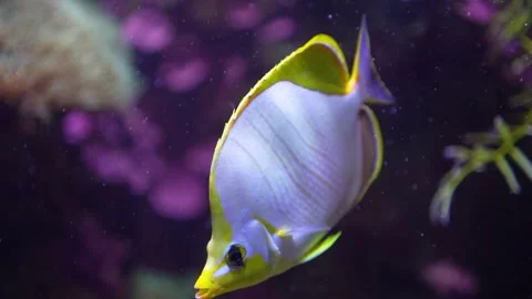  a white surgeon fish  Stock Footage 294205557