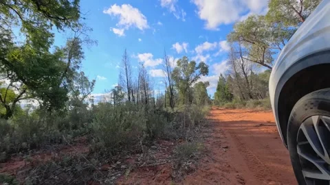 White SUV Driving on Red Dirt Road Through Eucalyptus Forest Stock Footage 345013616