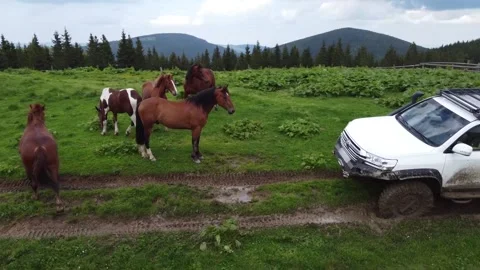 A white SUV passes horses on a mountain road along a dirt road Vídeos de archivo 134675033