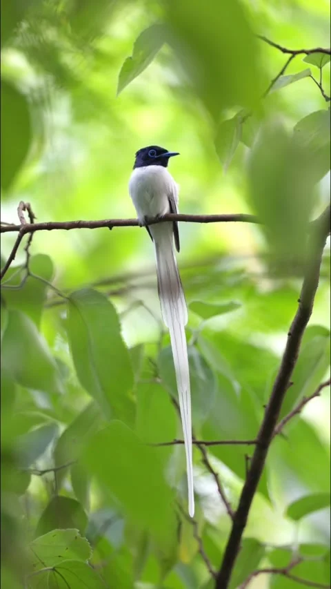 White swallow perched on tiny branch Видео 335661887