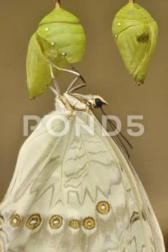 White swallowtail eclosion Stock Photos