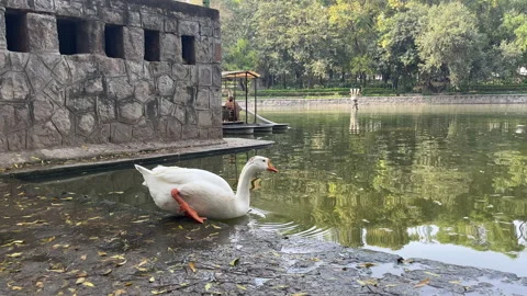 White swan and ducks on pond water Stock Footage 239052760