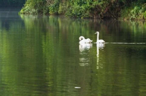 White swan and its mate are swimming in the lake Stock Photos