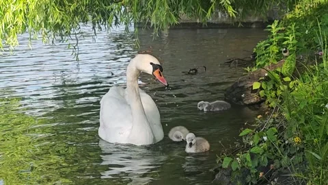White Swan and Three Cygnets Under Willow Tree by Riverbank, 4K 60fps Stock Footage 337232652