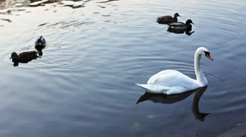 White Swan Between Wild Ducks Stock Footage 8972744