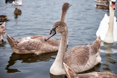 White swan chicks Stock Photos
