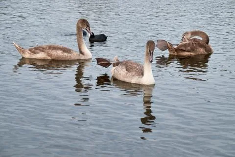 White swan chicks Stock Photos
