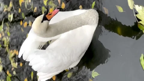 White swan cleans feathers close-up Stock Footage 254203934