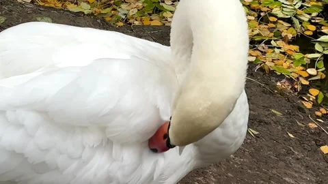 White swan cleans feathers close-up 库存影片 254203980