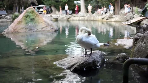 White swan cleans feathers while standing on a stone in a pond in a park Stock Footage 162224241