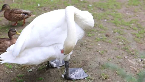 White swan cleans himself Video stock 143386371